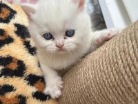 SCOTTİSH UFAKLIK SAHİPLENDİRİLMEYE HAZIR