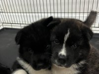 Safkan amerikan akita yavrularım