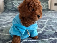 3 aylık poodle oğlum en fazla 3 kg olacak