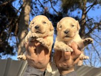 En İyi Golden Retriever Dostuna Kavuş