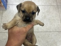 Minyatür pinscher yavrularımız sahiplendirilecek