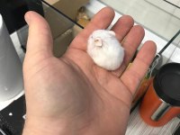 Gonzales hamster 1 aylık yavrular