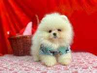 PATİLİvosvos pamuk şekerleri pomeranian köpekler
