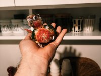 Nadir bir renk nadir bulunan son bebek konur