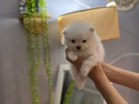 Pomeranian Boo Erkek Ve Dişi Yavrularımız