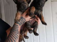 Belçika malinois yavrularımız ırk garantilidir