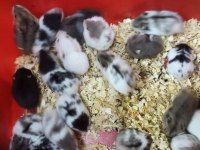 Her Irk Hamster Bebek ve Malzemeleri Adrese Teslim Mevcut