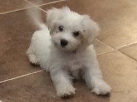 Bir buçuk aylık maltese terrier