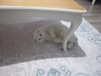 1 aylık scottish fold sahiplendirme
