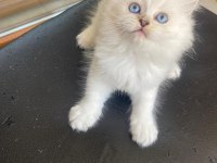 Golden Safkan Lynx Scottish Straight Yavrular