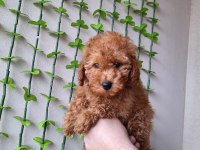 Ev Doğumu Red ve Red Brown Toy Poodle Bebekler