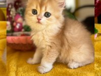 ELİT SAFKAN BRİTİSH DİŞİ KEDİ İSTEYENLERE