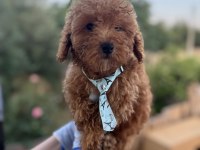 Orijinal toy poodle yavrularımız