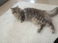 Oyuncu İran Kedisi