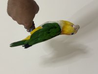 Konuşan Caique 81 ile gönderim mevcut