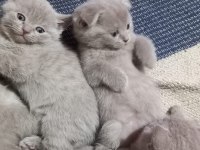 Minik scottish fold erkekler 2 aylık oldular
