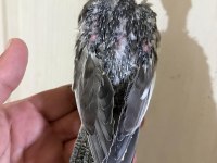 37 GÜNLÜK KONUŞTURMALIK GREY BEBEK SULTAN PAPAĞANI