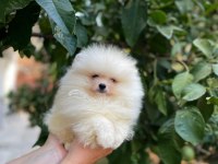 POMERANİAN BOO YAVRULAR