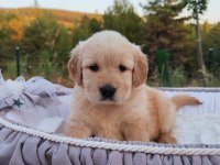 Baby face safkan golden retriever yavruları