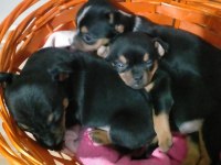 Şivava yavru köpekler