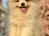 POMERANİAN BOO 3.5 aylık