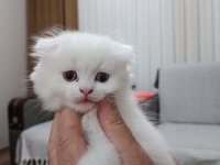 Scottish Fold Uzun Ve Kısa Tüylü Efsane Yavrularım