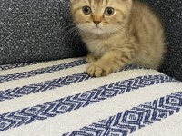 4 tatlı kardeş kediler