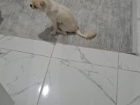 Orjinal erkek chihuahua