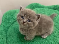 Munchkin kısa bacak kedimiz