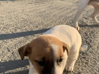 SAFKAN JACK RUSSELL (1,5 aylık)