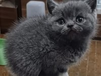 Küçük British Shorthair Minnaklarim