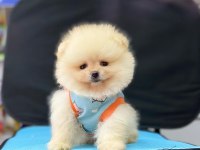 Orjinal pomeranian