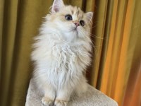 Çok yakışıklı british longhair kedimiz