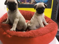A kalite pug mobs yavrular