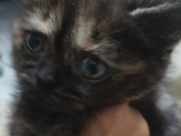 3 Temmuz Doğumlu Dişi Exotic Shorthair
