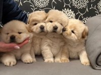 A Kalite Chow Chow (Çin Aslanı ) Yavruları