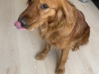 Golden retriever erkek eğitimli