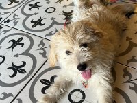 Aşırı oyuncu maltipoo yavrumu sahiplendirmek istiyorum