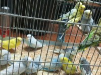 Yeni yeme inmiş bebek alıştırmalık konuşturmalık kuşlar