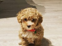 Toy poodle 2 aylık
