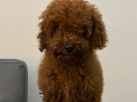 6 Aylık Erkek Poodle