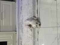 Süs Köpeği Maltepe