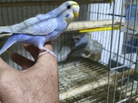 Ele Alıştırmalık Muhabbet Kuşu Yavrular