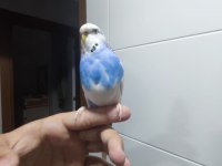 Muhabbet kuşumuz