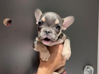 Black and tan platinum french bulldog yavrular