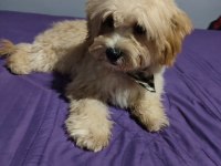 ORİJİNAL MALTİPO
