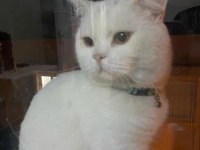 British shorthair 1 yaşında