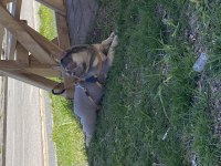 1 yaşında dişi lilac tan isabella taşıyıcı french bulldog