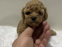 Sıfır numara toy poodle dişi