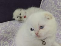 Blue point dişi scottish fold yavrularımız